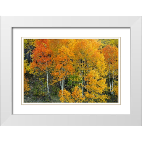Autumn Serenity White Modern Wood Framed Art Print with Double Matting by Sherrell, Bill