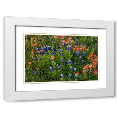 Bluebonnet And Indian Paintbrush Mix White Modern Wood Framed Art Print with Double Matting by Sherrell, Bill