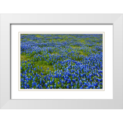 Bluebonnet Meadow White Modern Wood Framed Art Print with Double Matting by Sherrell, Bill