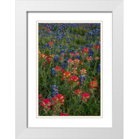 Bluebonnets and Indian Paintbrush 2 White Modern Wood Framed Art Print with Double Matting by Sherrell, Bill
