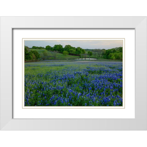 Bluebonnets at the Sugar Ridge Ranch White Modern Wood Framed Art Print with Double Matting by Sherrell, Bill