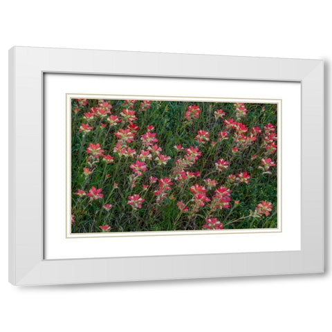 Indian Paintbrush White Modern Wood Framed Art Print with Double Matting by Sherrell, Bill