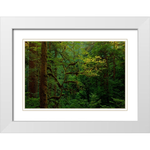 Light In A Dark Forest White Modern Wood Framed Art Print with Double Matting by Sherrell, Bill