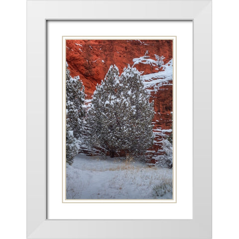 Snow Trees Against  A Canyon Wall White Modern Wood Framed Art Print with Double Matting by Sherrell, Bill