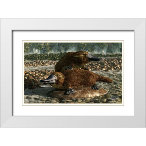 Platypuses White Modern Wood Framed Art Print with Double Matting by Eskridge, Daniel