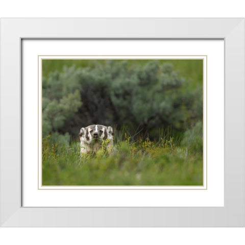 Badger Peek a Boo YNP White Modern Wood Framed Art Print with Double Matting by Galloimages Online