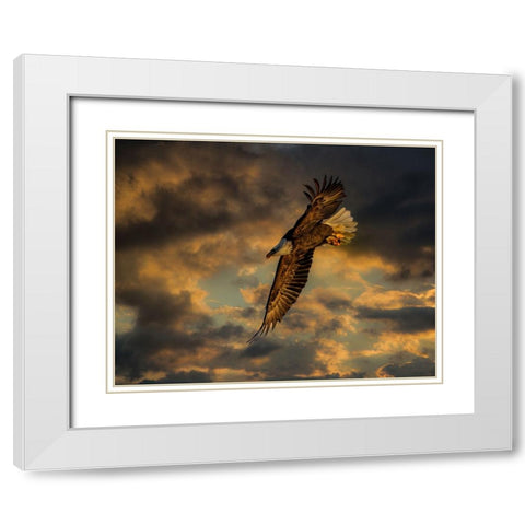 Bald Eagle at Sunset White Modern Wood Framed Art Print with Double Matting by Galloimages Online