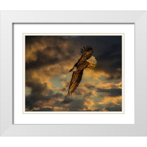 Bald Eagle at Sunset White Modern Wood Framed Art Print with Double Matting by Galloimages Online