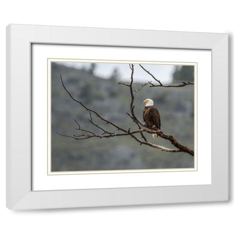 Bald Eagle Perched in YNP White Modern Wood Framed Art Print with Double Matting by Galloimages Online