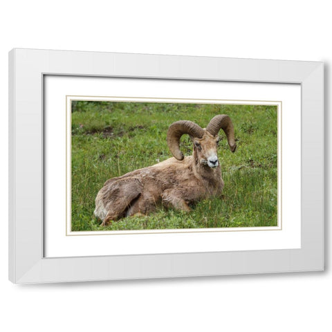 Big Horn Ram Yellowstone White Modern Wood Framed Art Print with Double Matting by Galloimages Online