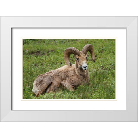 Big Horn Ram Yellowstone White Modern Wood Framed Art Print with Double Matting by Galloimages Online