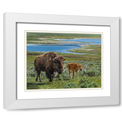 Bison Cow and Calf YNP White Modern Wood Framed Art Print with Double Matting by Galloimages Online