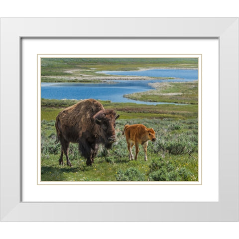 Bison Cow and Calf YNP White Modern Wood Framed Art Print with Double Matting by Galloimages Online
