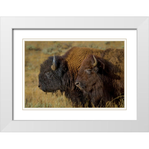 Bison Duo YNP White Modern Wood Framed Art Print with Double Matting by Galloimages Online