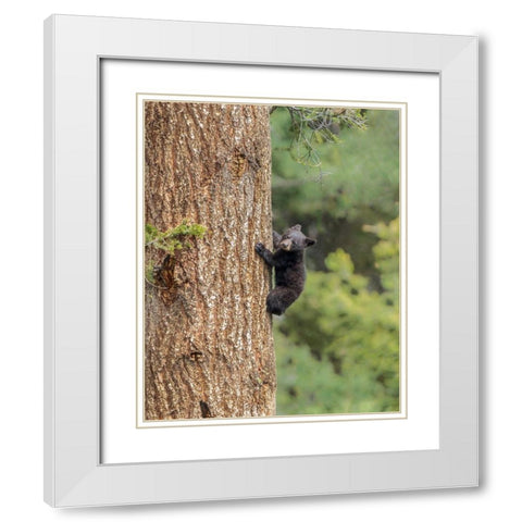 Black Bear Cub Climbing YNP White Modern Wood Framed Art Print with Double Matting by Galloimages Online