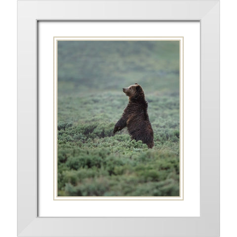 Black Bear Cub Upright YNP White Modern Wood Framed Art Print with Double Matting by Galloimages Online