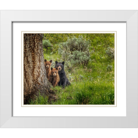 Sow and Cubs Family White Modern Wood Framed Art Print with Double Matting by Galloimages Online