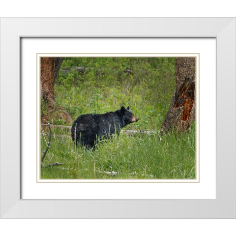 Black Bear Sow Watching Cubs YNP White Modern Wood Framed Art Print with Double Matting by Galloimages Online
