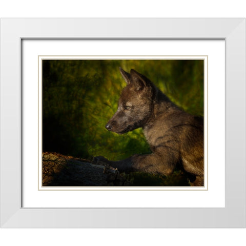 Black Wolf Pup White Modern Wood Framed Art Print with Double Matting by Galloimages Online