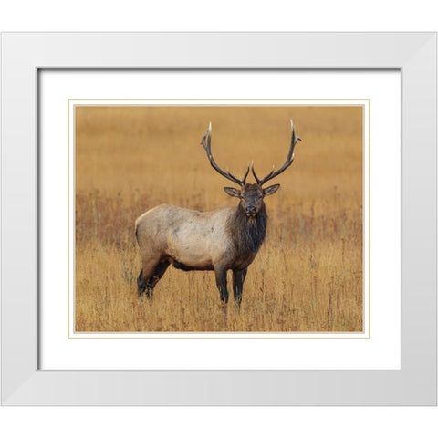 Bull Elk YNP White Modern Wood Framed Art Print with Double Matting by Galloimages Online