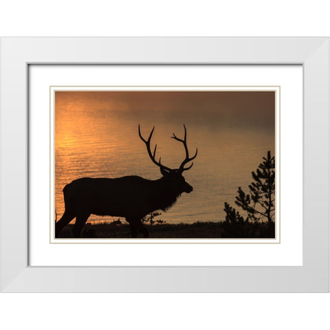 Bull Elk at Sunrise YNP White Modern Wood Framed Art Print with Double Matting by Galloimages Online