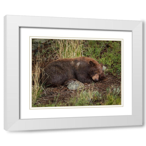 Cinnamon Bear Sleeps YNP White Modern Wood Framed Art Print with Double Matting by Galloimages Online
