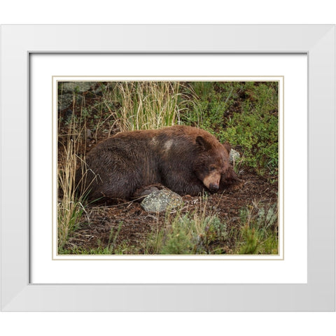 Cinnamon Bear Sleeps YNP White Modern Wood Framed Art Print with Double Matting by Galloimages Online