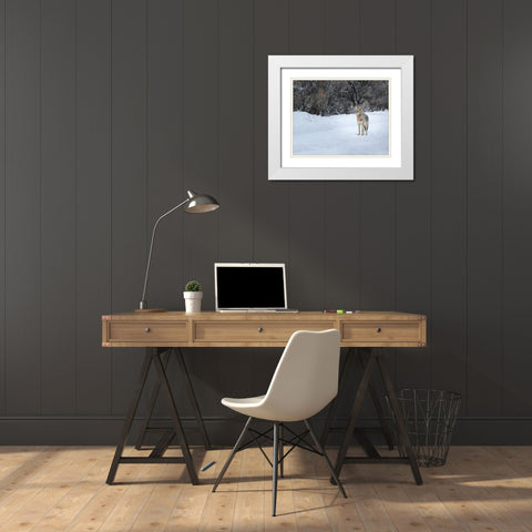 Coyote in Snow YNP White Modern Wood Framed Art Print with Double Matting by Galloimages Online
