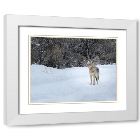 Coyote in Snow YNP White Modern Wood Framed Art Print with Double Matting by Galloimages Online