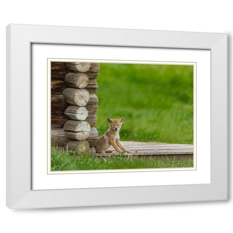 Coyote Pup on Log Cabin Porch White Modern Wood Framed Art Print with Double Matting by Galloimages Online