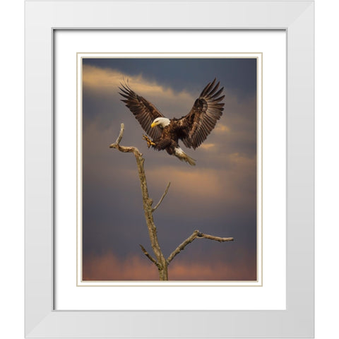 Eagle Landing on Branch White Modern Wood Framed Art Print with Double Matting by Galloimages Online