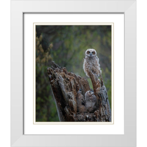 Great Horned Owlets White Modern Wood Framed Art Print with Double Matting by Galloimages Online