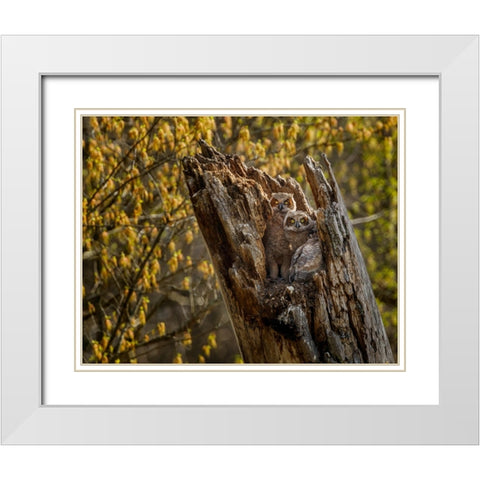 Great Horned Owlets 2 White Modern Wood Framed Art Print with Double Matting by Galloimages Online