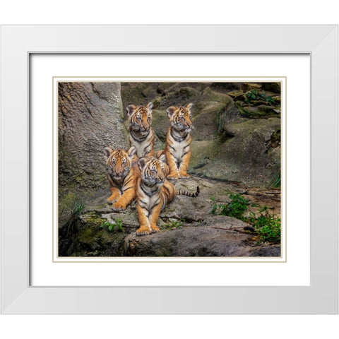 Malayan Tiger Cubs Oil Paint White Modern Wood Framed Art Print with Double Matting by Galloimages Online