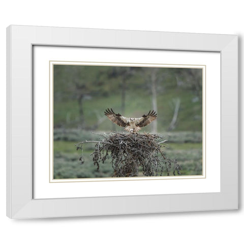 Osprey Lands on Nest With Chick White Modern Wood Framed Art Print with Double Matting by Galloimages Online