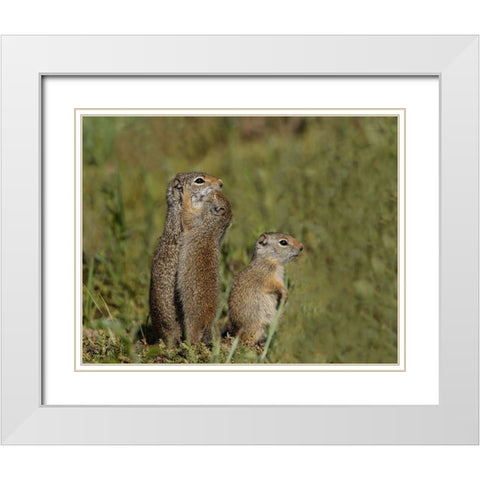 Uinta Ground Squirrel Baby Kisses Mom YNP White Modern Wood Framed Art Print with Double Matting by Galloimages Online