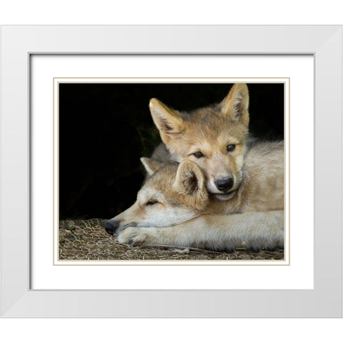 Wolf Pup Brothers White Modern Wood Framed Art Print with Double Matting by Galloimages Online