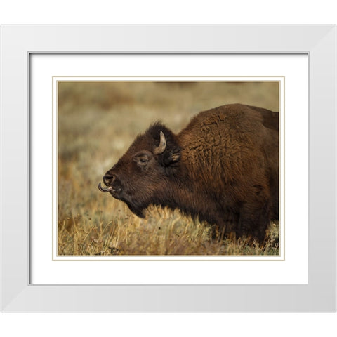 Yellowstone Bison Tongue Out White Modern Wood Framed Art Print with Double Matting by Galloimages Online