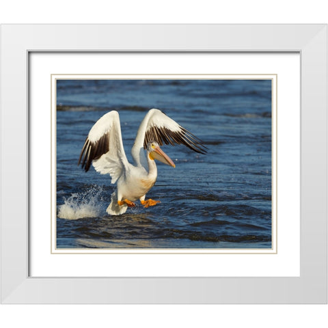 Pelican GIO White Modern Wood Framed Art Print with Double Matting by Galloimages Online