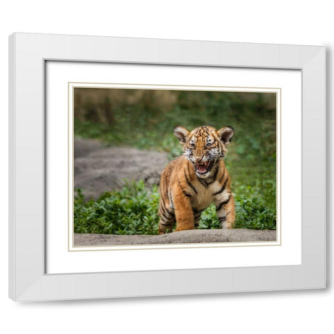 Acting Tough White Modern Wood Framed Art Print with Double Matting by Galloimages Online