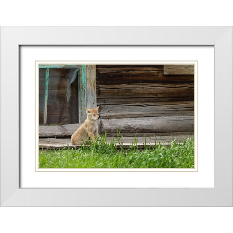 Coyote By Log Cabin Door White Modern Wood Framed Art Print with Double Matting by Galloimages Online
