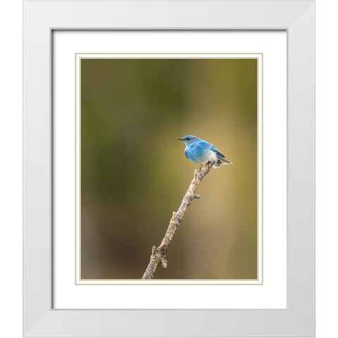 Mountain Blue Bird White Modern Wood Framed Art Print with Double Matting by Galloimages Online