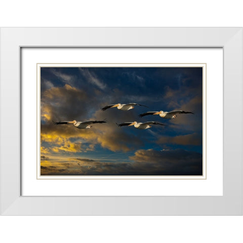 Pelican Foursome White Modern Wood Framed Art Print with Double Matting by Galloimages Online