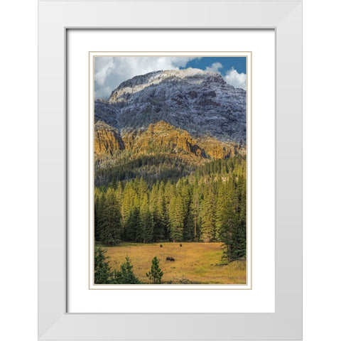 Bison Grazing In The Yellowstone Grand Landscape White Modern Wood Framed Art Print with Double Matting by Galloimages Online