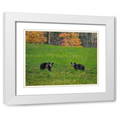 Black Bear Cubs White Modern Wood Framed Art Print with Double Matting by Galloimages Online