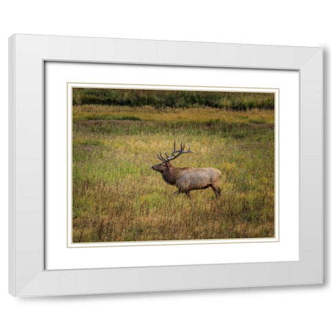 Bull Elk Yellowstone White Modern Wood Framed Art Print with Double Matting by Galloimages Online