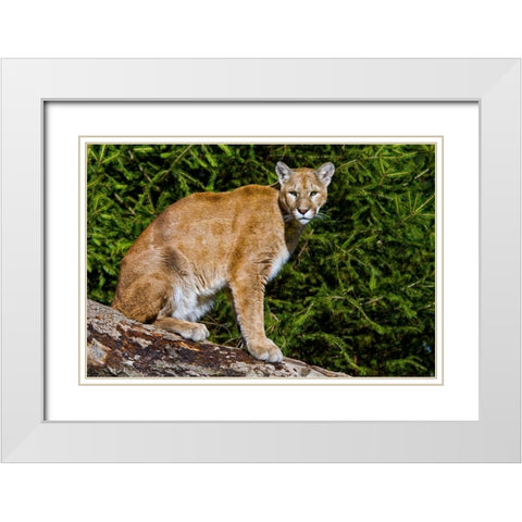 Cougar White Modern Wood Framed Art Print with Double Matting by Galloimages Online