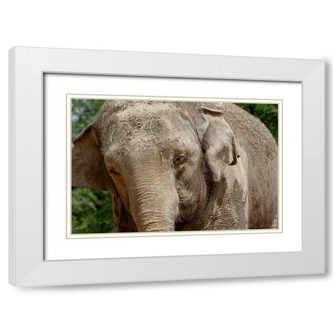 Elephant White Modern Wood Framed Art Print with Double Matting by Galloimages Online