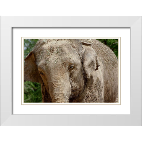 Elephant White Modern Wood Framed Art Print with Double Matting by Galloimages Online