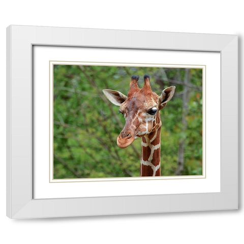 Giraffe White Modern Wood Framed Art Print with Double Matting by Galloimages Online